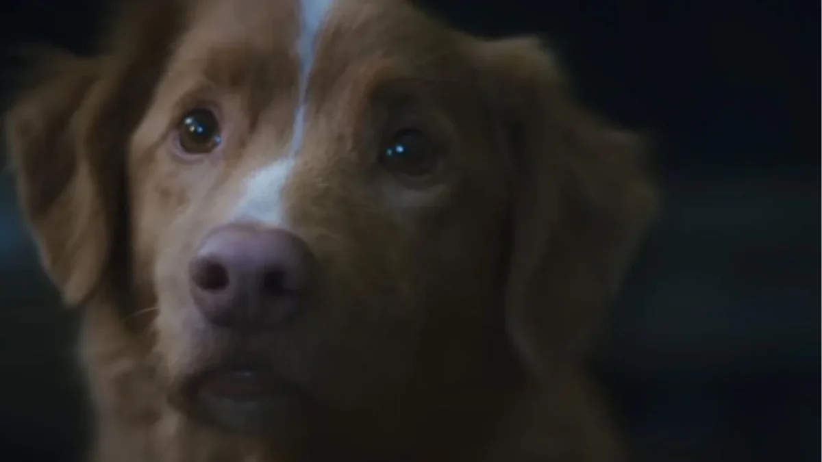 El perro Indy, protagonista de Good Boy hace historia en el cine