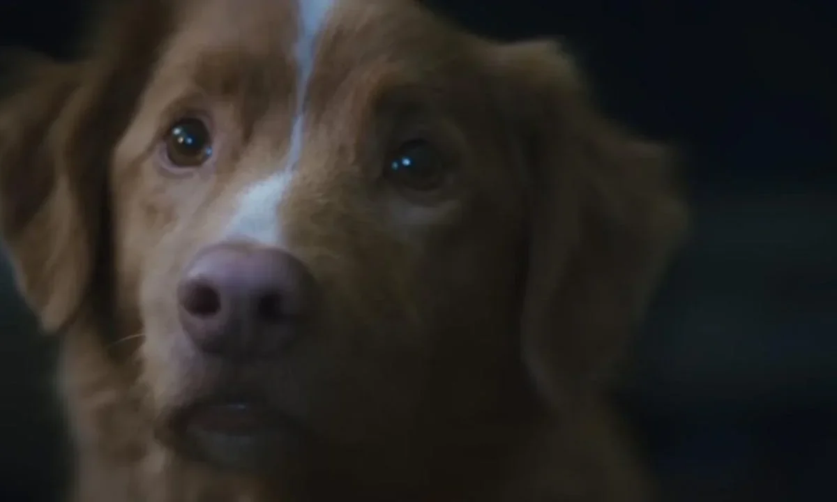 El perro Indy, protagonista de Good Boy hace historia en el cine