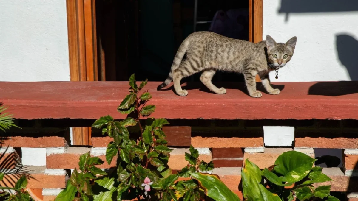 Fundación Haghenbeck entrega a autoridades gatos trasladados del Refugio Franciscano