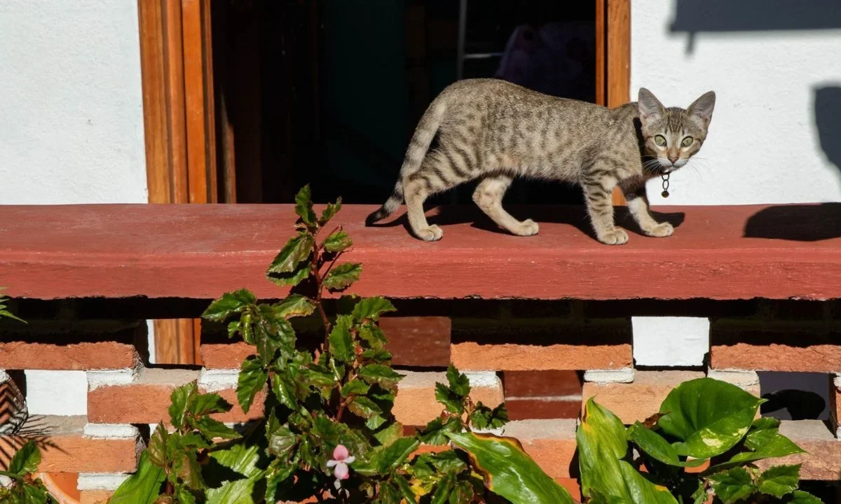 Fundación Haghenbeck entrega a autoridades gatos trasladados del Refugio Franciscano