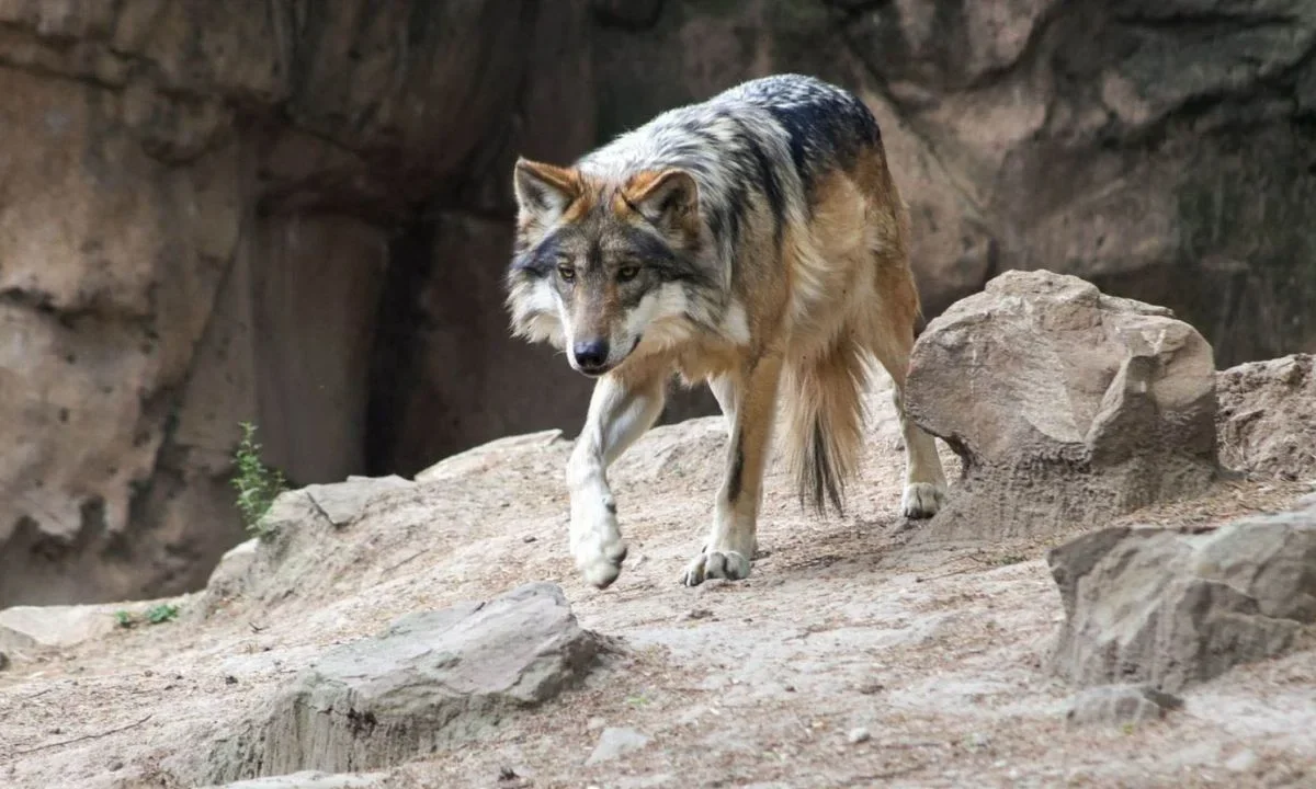 Lobos mexicanos llegan a refugio de Teotihuacán para su conservación
