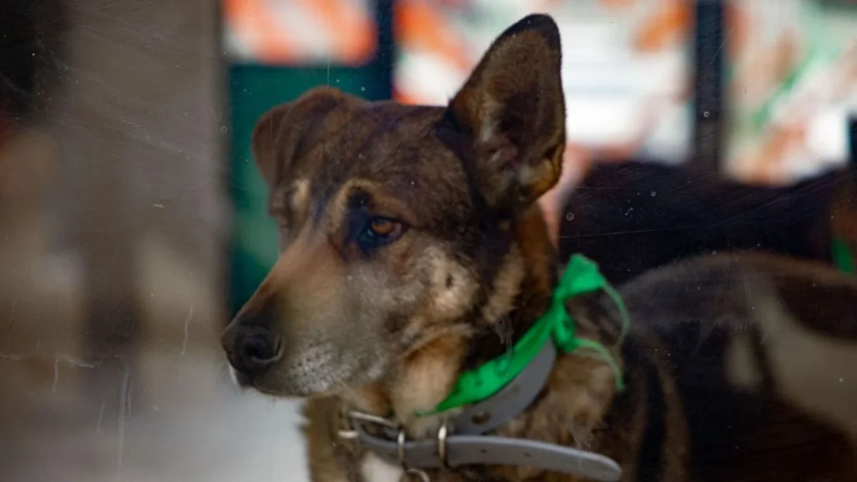 MC advierte 'epidemia' de maltrato animal en México
