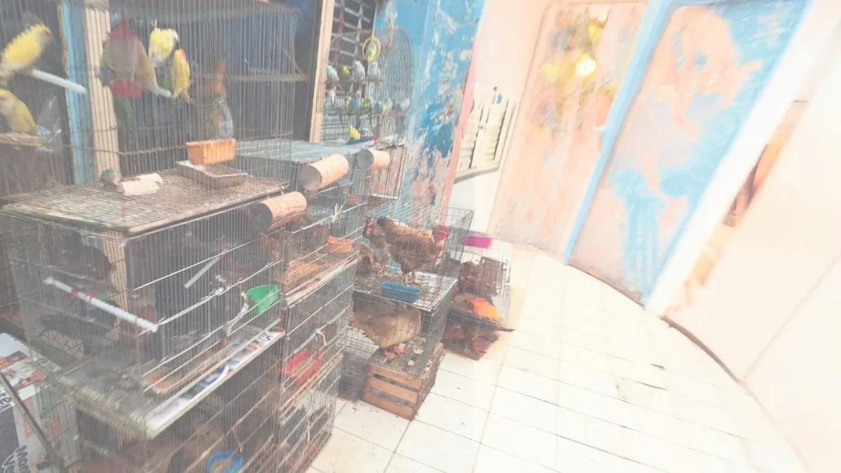 Persiste venta y caza ilegal de fauna silvestre en Yucatán
