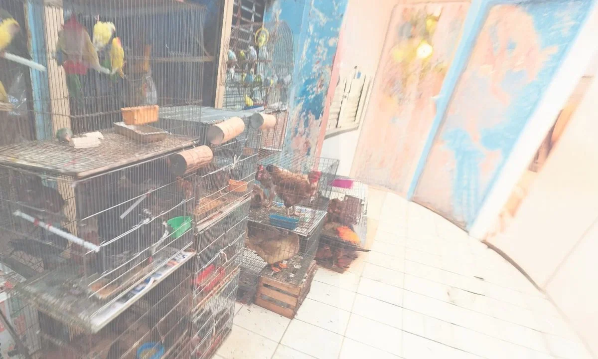 Persiste venta y caza ilegal de fauna silvestre en Yucatán