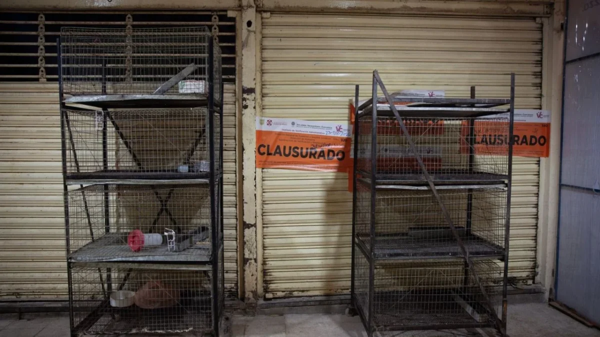 Realizan operativo contra venta de animales en Mercado de Sonora