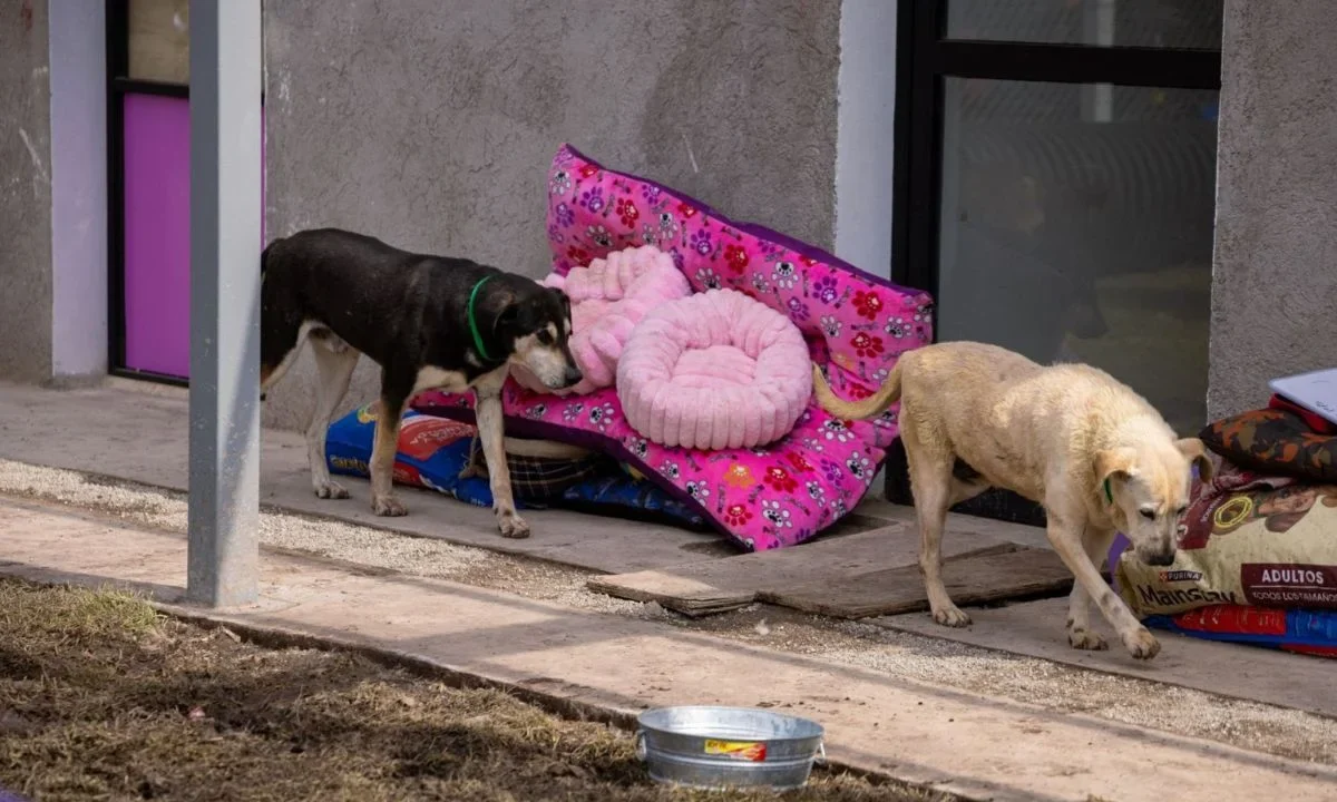 Tras traslado, confirman muerte de 6 perros del Refugio Franciscano