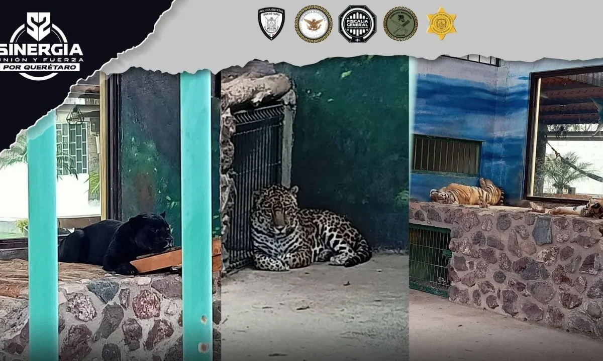 En el inmueble asegurado en Santa Rosa Jáuregui, Querétaro, hallaron además caballos, pavorreales, un mapache, guacamayas, entre otros.