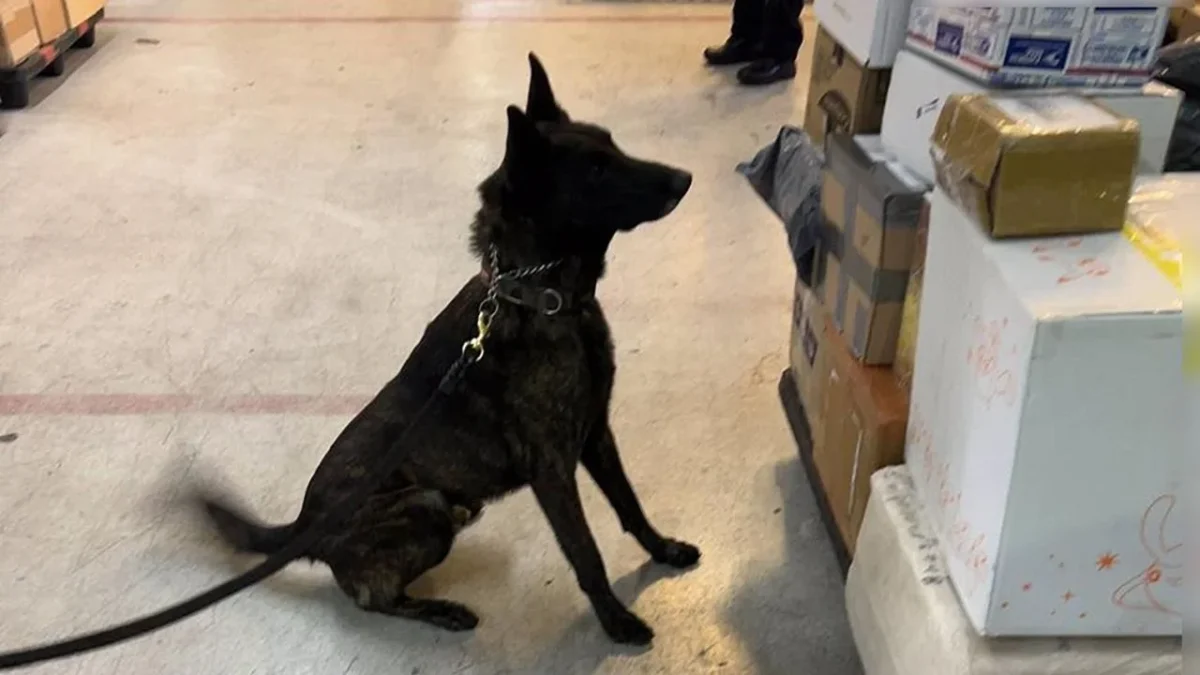 Tras pasar por rayos x y con el apoyo de un ejemplar canino del AICM el paquete dio positivo a fentanilo y enviado al laboratorio central.