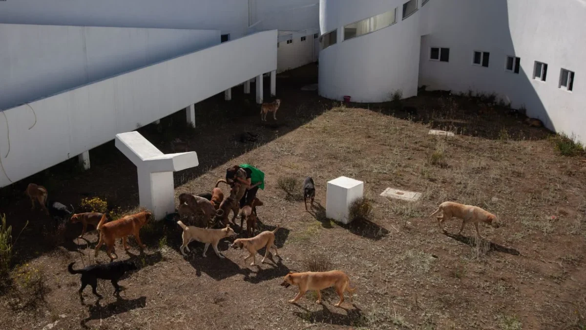 Brugada pide a animalistas verificar la defensa del Refugio Franciscano