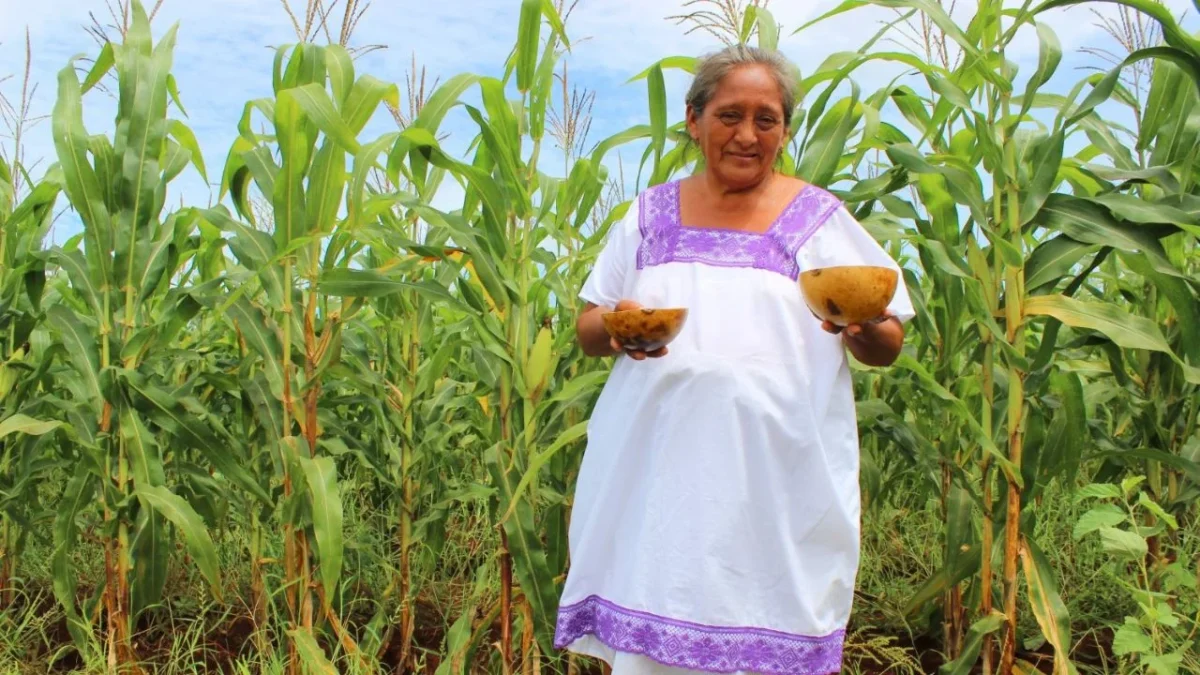 Cabañuelas, la tradición maya de revelar el clima