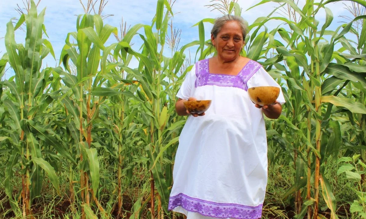 Cabañuelas, la tradición maya de revelar el clima