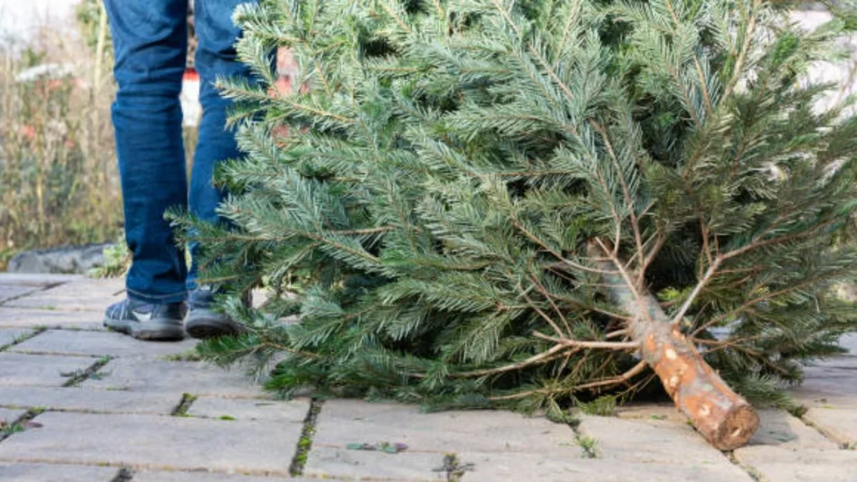 La SEDEMA invita a la ciudadanía a llevar árboles de Navidad y nochebuenas a los centros de acopio para su reciclaje
