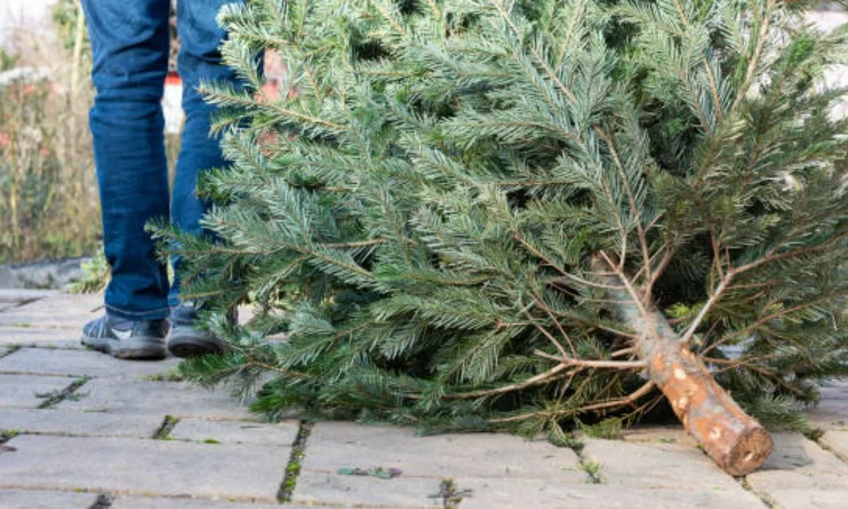 La SEDEMA invita a la ciudadanía a llevar árboles de Navidad y nochebuenas a los centros de acopio para su reciclaje