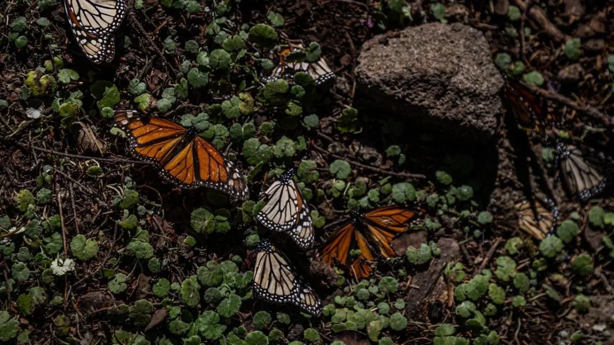 La Guardia Nacional y habitantes de El Rosario, en Michoacán, protegen con esmero a la Mariposa Monarca.