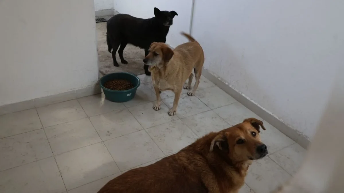 Jesús Sesma indicó que esperan la iniciativa sobre regulación de refugios animales llegue al Congreso capitalino el próximo lunes o martes.