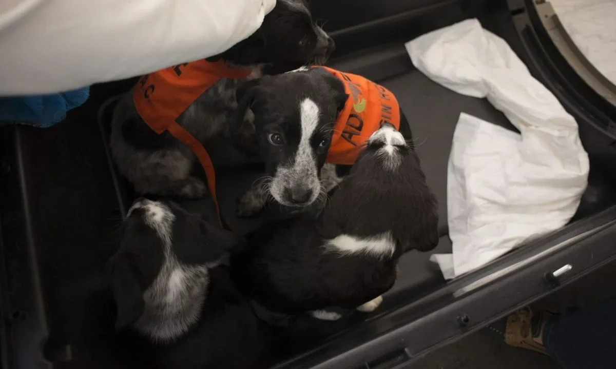 Congreso CDMX recibió este miércoles la propuesta de seis puntos enviada por Clara Brugada para regular refugios animales.