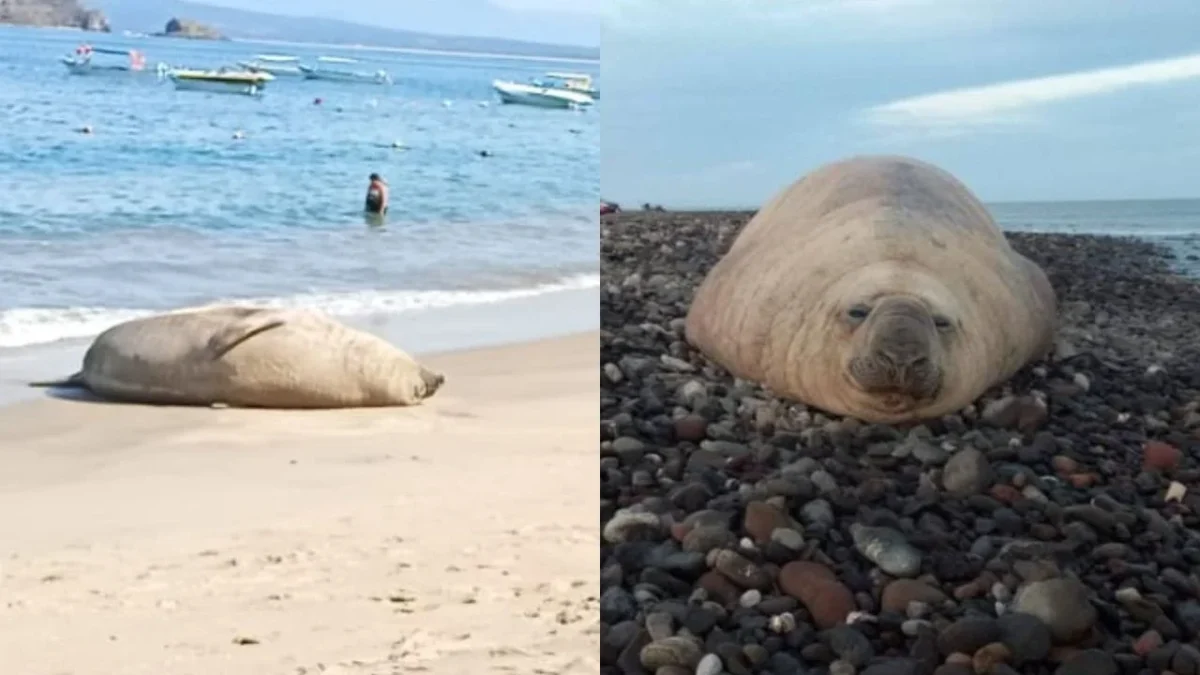 Un elefante marino apareció en la playa Los Ayala que se ubica en el estado de Nayarit, lo que sorprendió a los turistas del lugar.