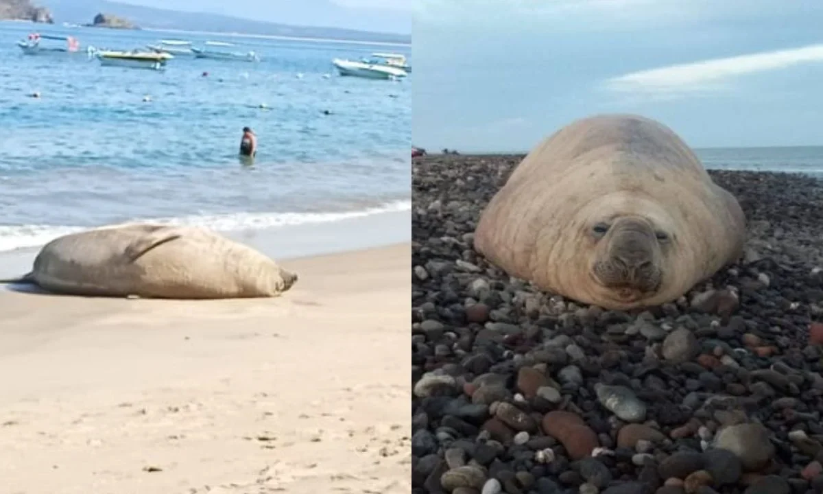 Un elefante marino apareció en la playa Los Ayala que se ubica en el estado de Nayarit, lo que sorprendió a los turistas del lugar.