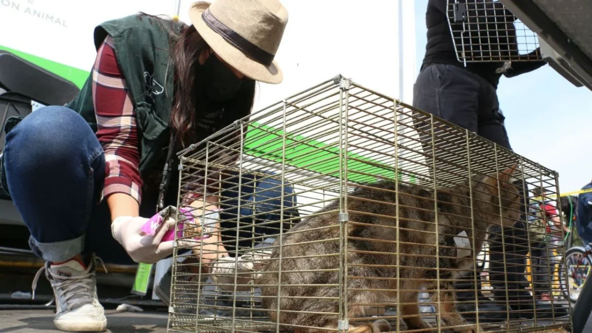 A partir de este jueves 1 de enero, queda prohibida la venta de animales en el Mercado de Sonora, gracias amparo promovido por animalistas.
