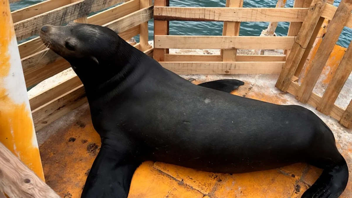 Un lobo marino murió luego de que la Profepa lo rescató en Sinaloa, el ejemplar tenía una malla alrededor del cuello que le causó heridas.