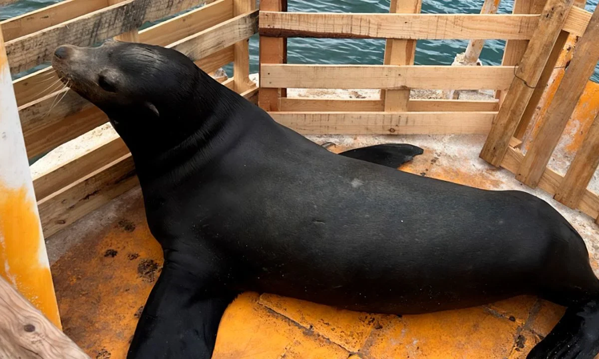 Un lobo marino murió luego de que la Profepa lo rescató en Sinaloa, el ejemplar tenía una malla alrededor del cuello que le causó heridas.
