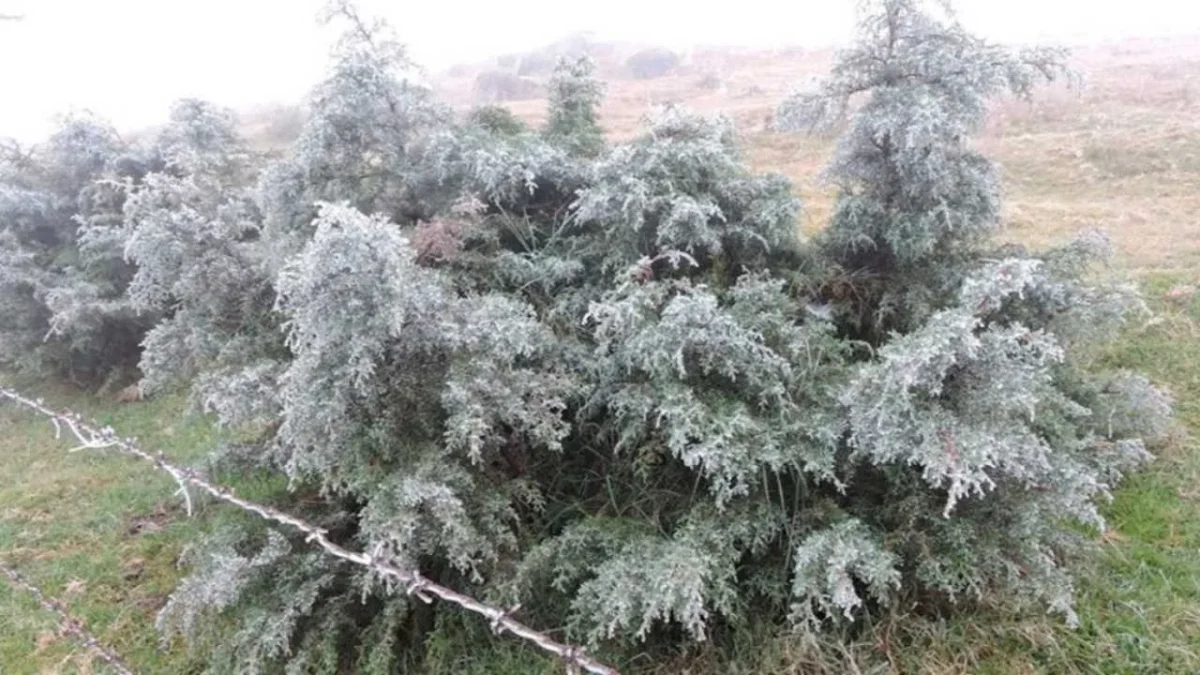 Frente frío 29 activa alerta en 35 municipios de la Mixteca de Oaxaca con temperaturas de hasta menos cinco grados.