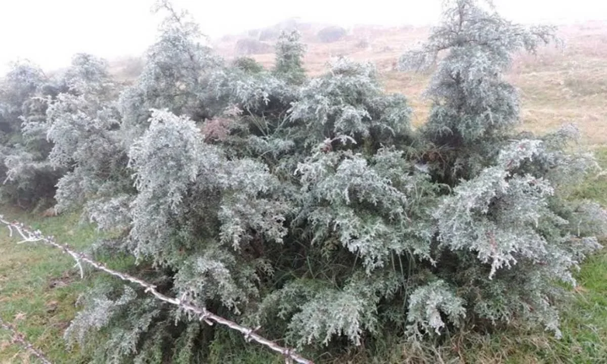 Frente frío 29 activa alerta en 35 municipios de la Mixteca de Oaxaca con temperaturas de hasta menos cinco grados.