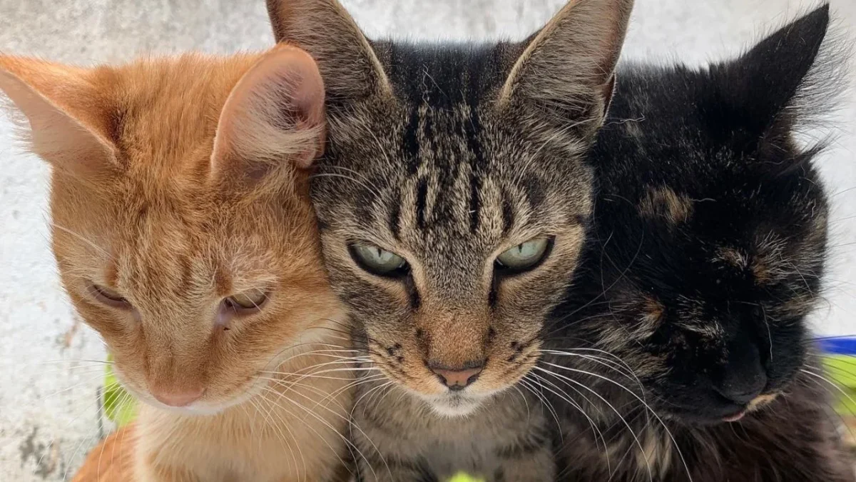 37 gatos del Refugio Franciscano se encuentran bajo atención de Fundación Haghenbeck, con la que animalistas mantienen disputa por un predio.