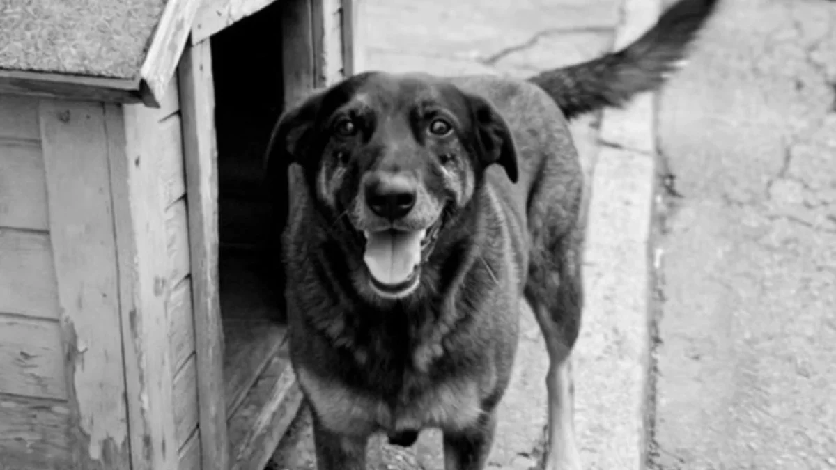Despiden a “Orelha”, el perro callejero cuya muerte por tortura es investigada por la Policía Civil de Brasil.