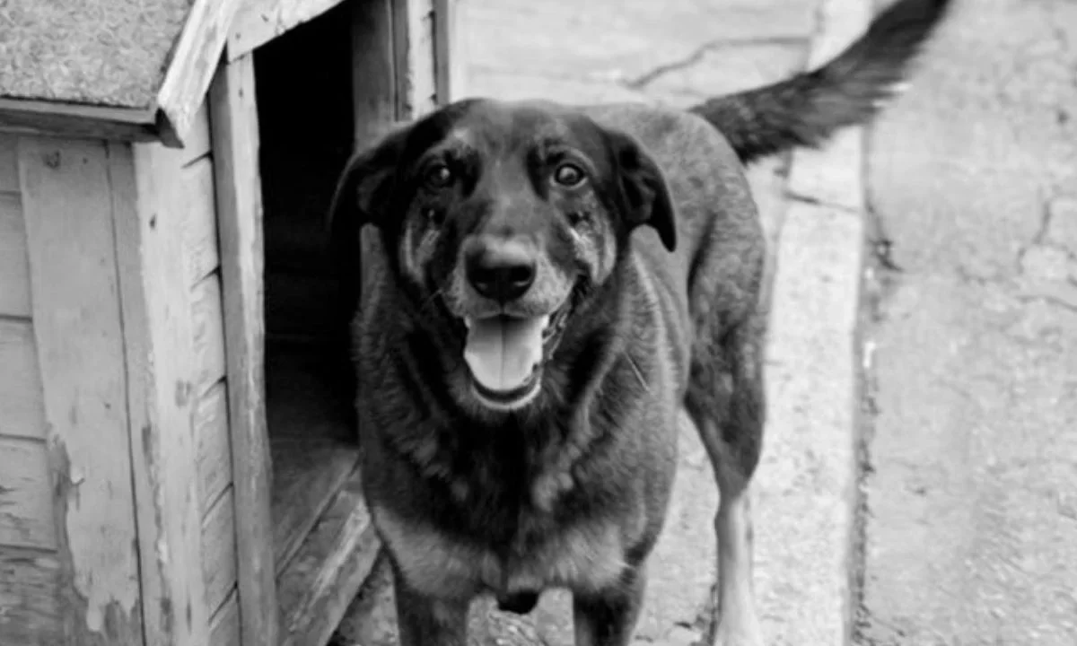 Despiden a “Orelha”, el perro callejero cuya muerte por tortura es investigada por la Policía Civil de Brasil.