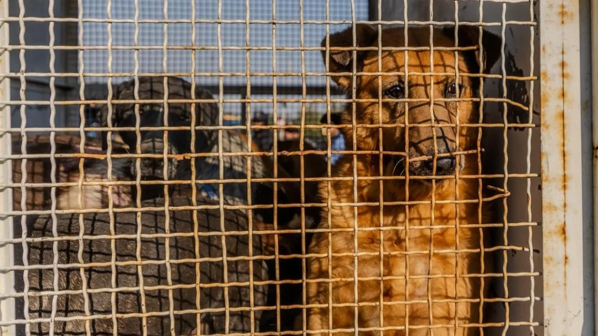 Traslado de perros que vivían en el Refugio Franciscano, en vehículos con jaulas, algunos de estos animales estarán bajo resguardo de la Brigada de Vigilancia Animal