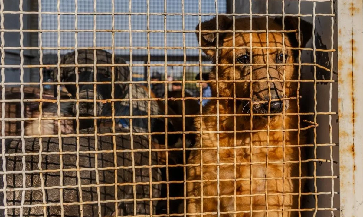 Traslado de perros que vivían en el Refugio Franciscano, en vehículos con jaulas, algunos de estos animales estarán bajo resguardo de la Brigada de Vigilancia Animal