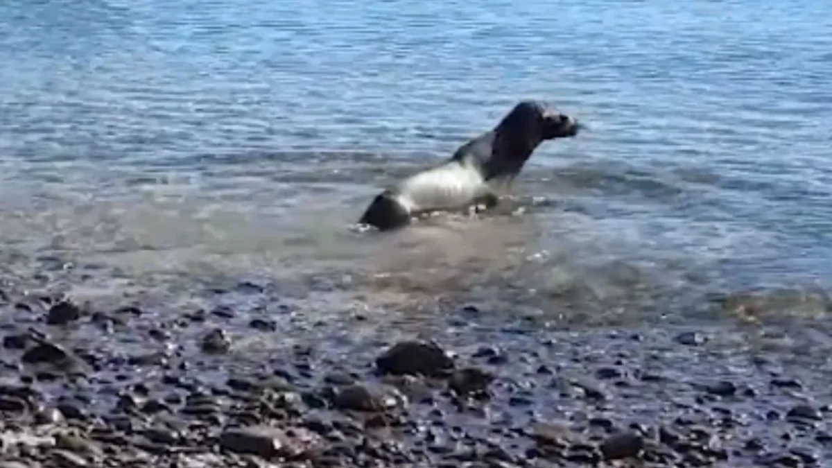 La loba marina fue liberada en costas de Sonora tras ser rescatada y rehabilitada por especialistas y autoridades ambientales.
