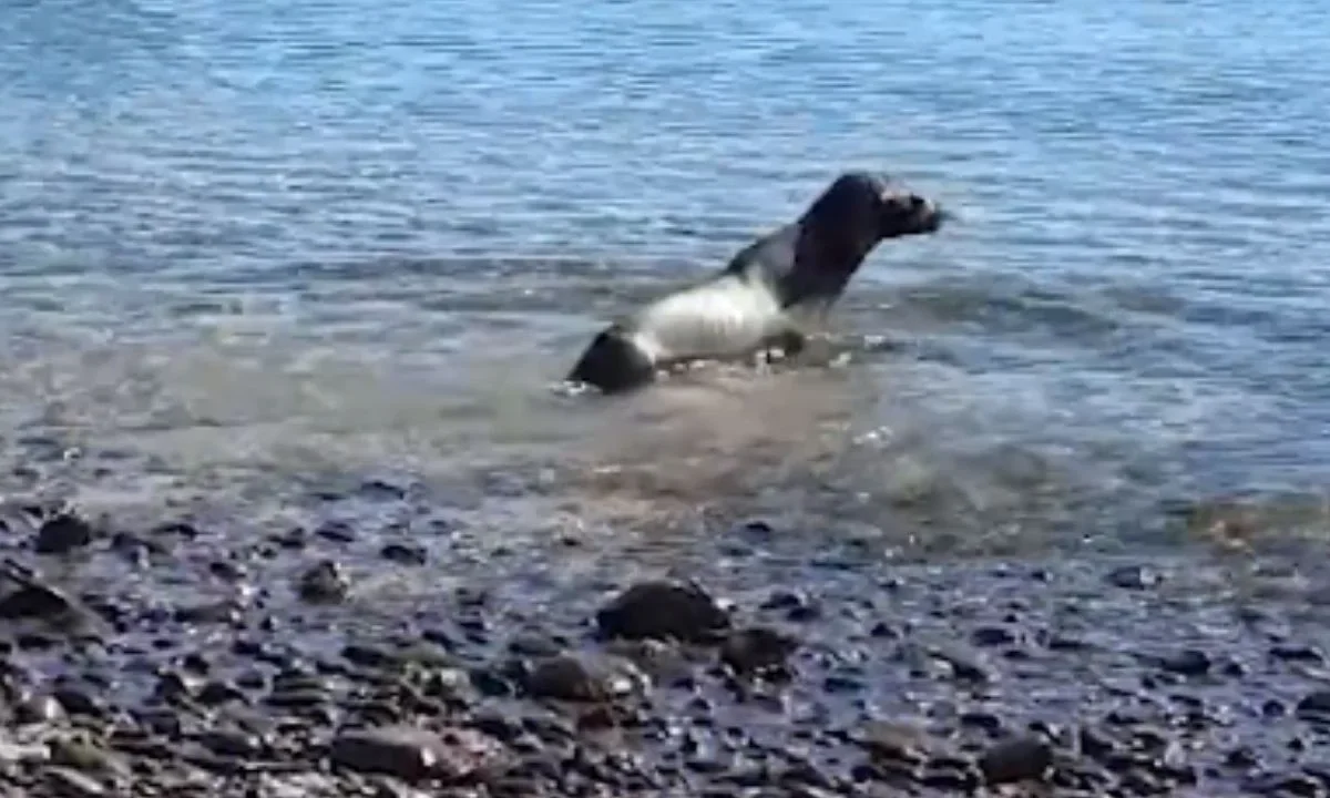 La loba marina fue liberada en costas de Sonora tras ser rescatada y rehabilitada por especialistas y autoridades ambientales.