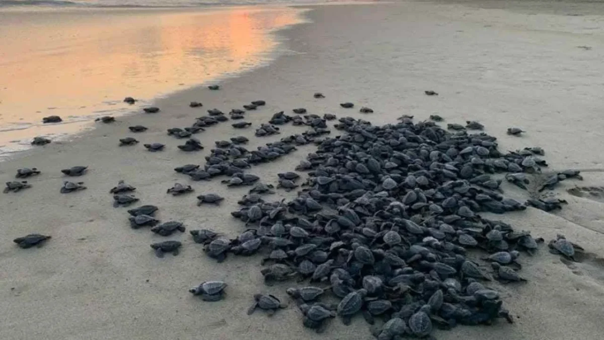 Tortugueros logran la protección de 100 nidos de tortuga laúd en costas de Michoacán.