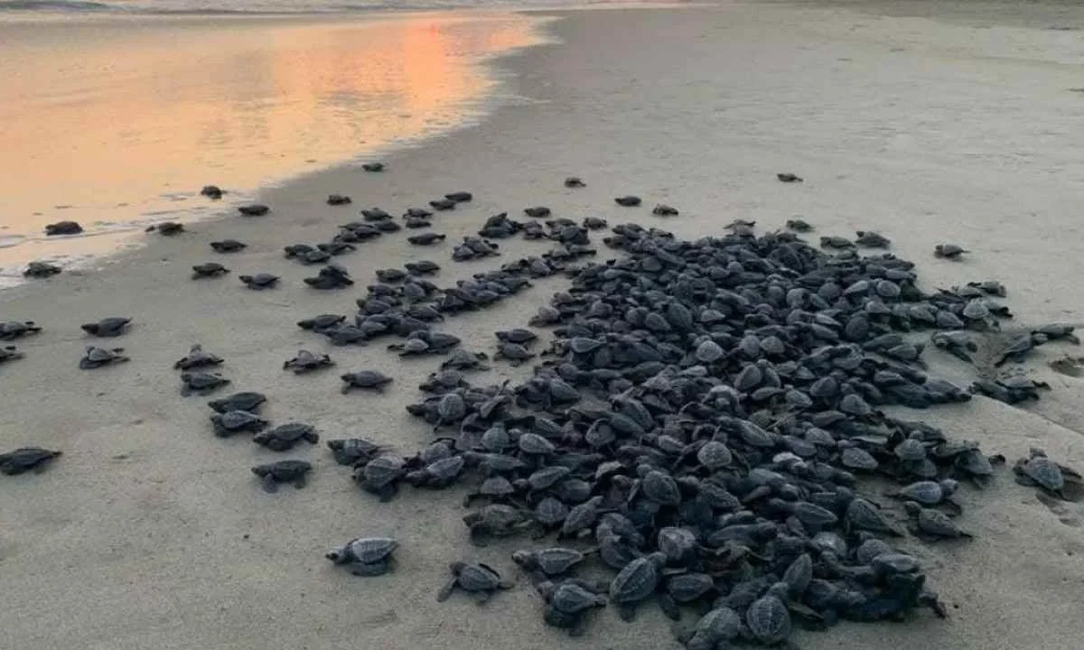 Tortugueros logran la protección de 100 nidos de tortuga laúd en costas de Michoacán.