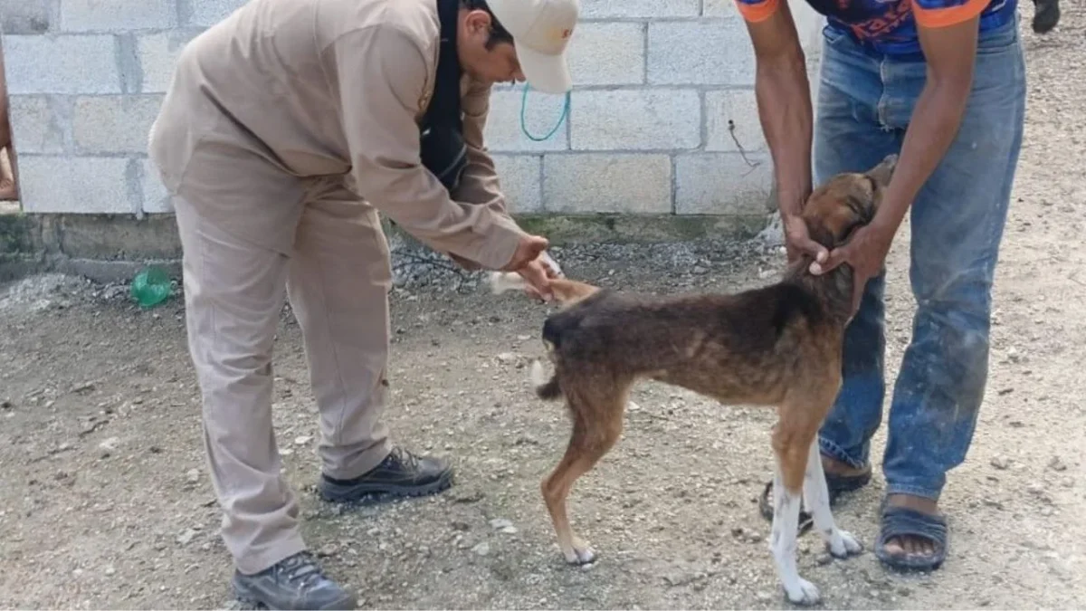 En 2025 se aplicaron 135 mil 985 dosis antirrábicas en todo Campeche, además se realizaron más de 3 mil cirugías de esterilización.
