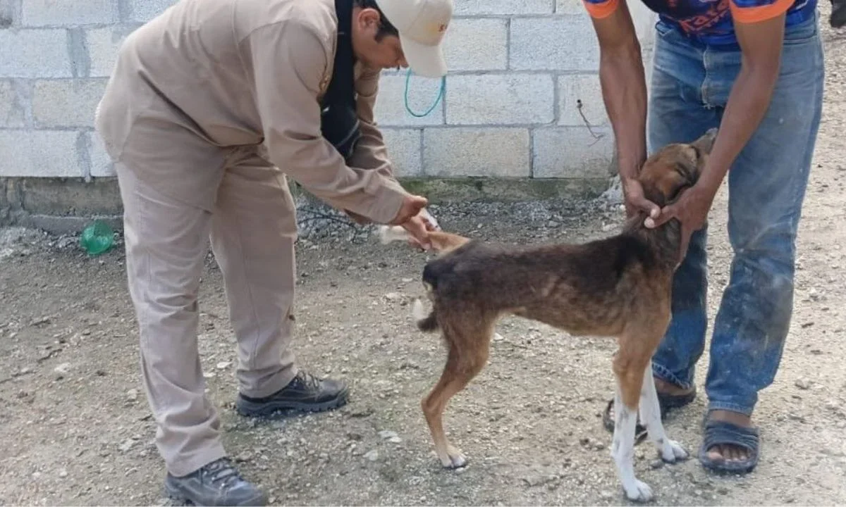 En 2025 se aplicaron 135 mil 985 dosis antirrábicas en todo Campeche, además se realizaron más de 3 mil cirugías de esterilización.
