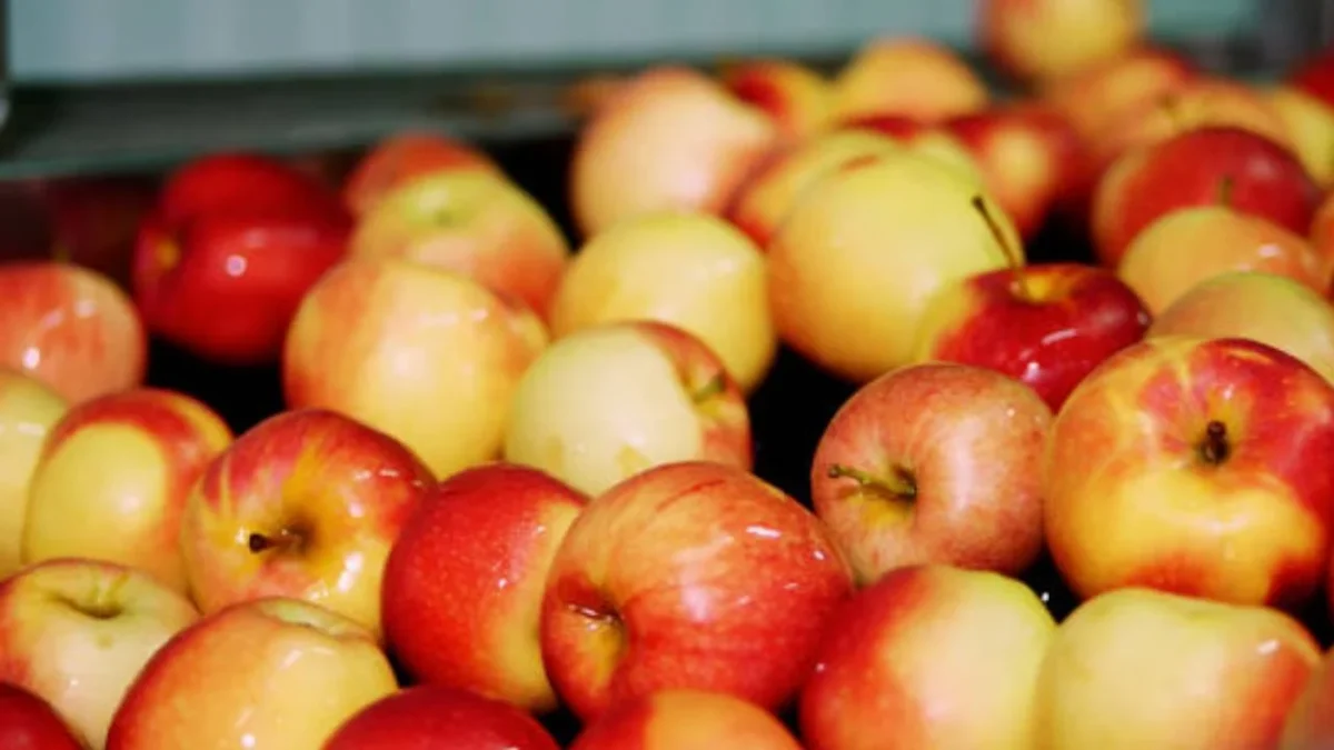 Abren investigación para determinar si las manzanas de Estados Unidos incurren en prácticas de dumping que afectan a productores mexicanos.