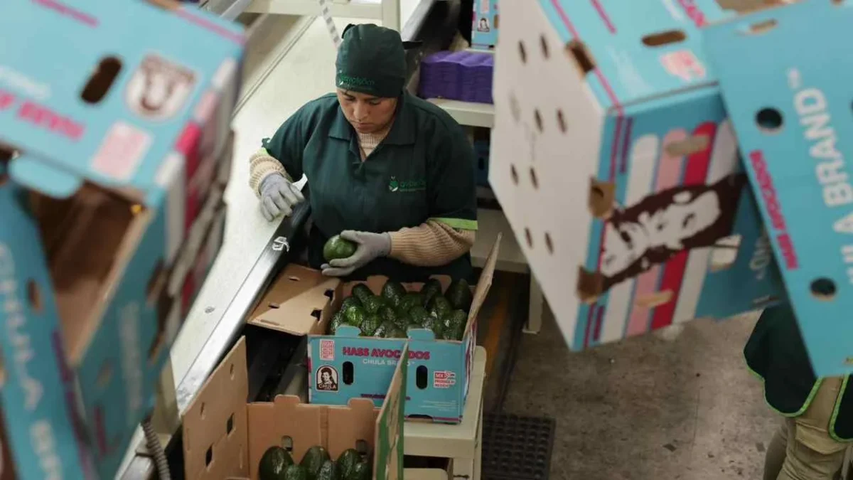 Para el próximo Super Bowl, Michoacán enviará más de 120 mil toneladas de aguacate a Estados Unidos.
