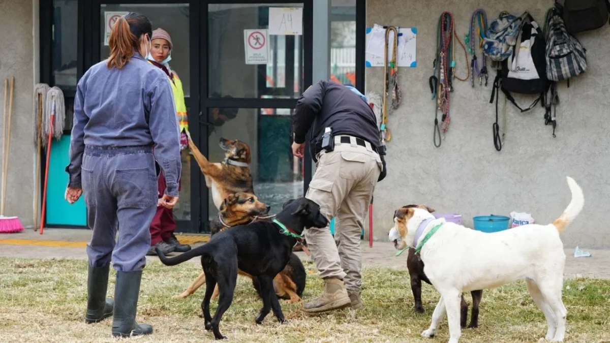 Mientras haya mandato judicial y las instalaciones del Refugio Franciscano sean inadecuadas, el Gobierno no regresará animales a esa asociación: Sedema.