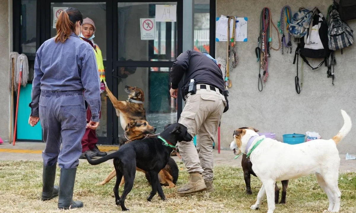 Mientras haya mandato judicial y las instalaciones del Refugio Franciscano sean inadecuadas, el Gobierno no regresará animales a esa asociación: Sedema.