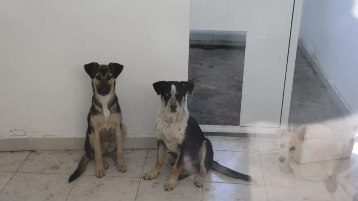 El destino de perros y gatos del Refugio Franciscano sigue en una encrucijada, pues alrededor de 200 permanecen hacinados en ese albergue.