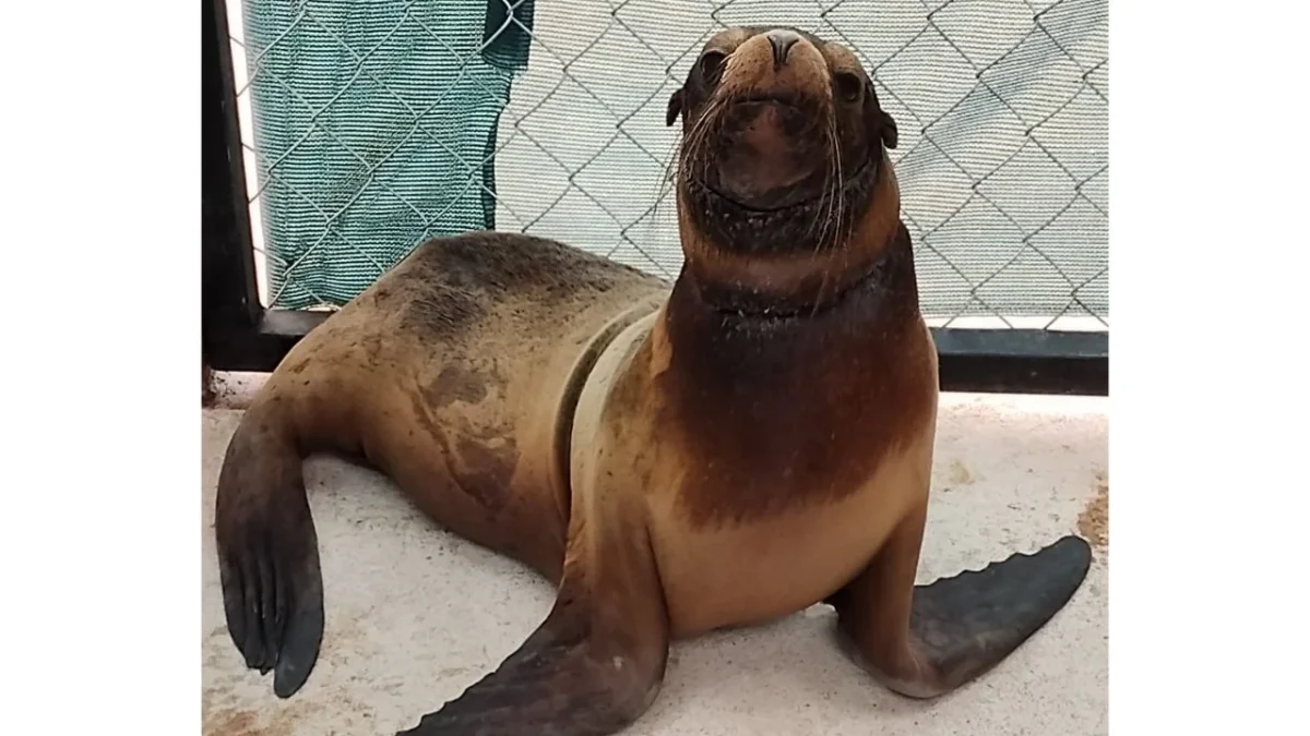 La Profepa detalló que el ejemplar rescatado se trata de una hembra juvenil de lobo marino que presentaba signos de desnutrición y lesiones