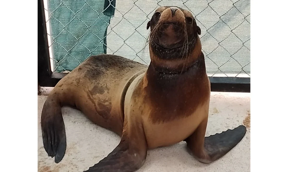 La Profepa detalló que el ejemplar rescatado se trata de una hembra juvenil de lobo marino que presentaba signos de desnutrición y lesiones