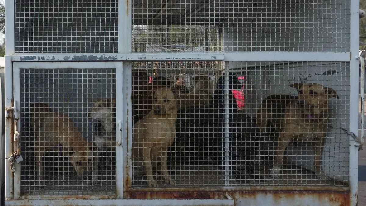Refugio Franciscano: Congreso CDMX busca registro de albergues y rescatistas de animales