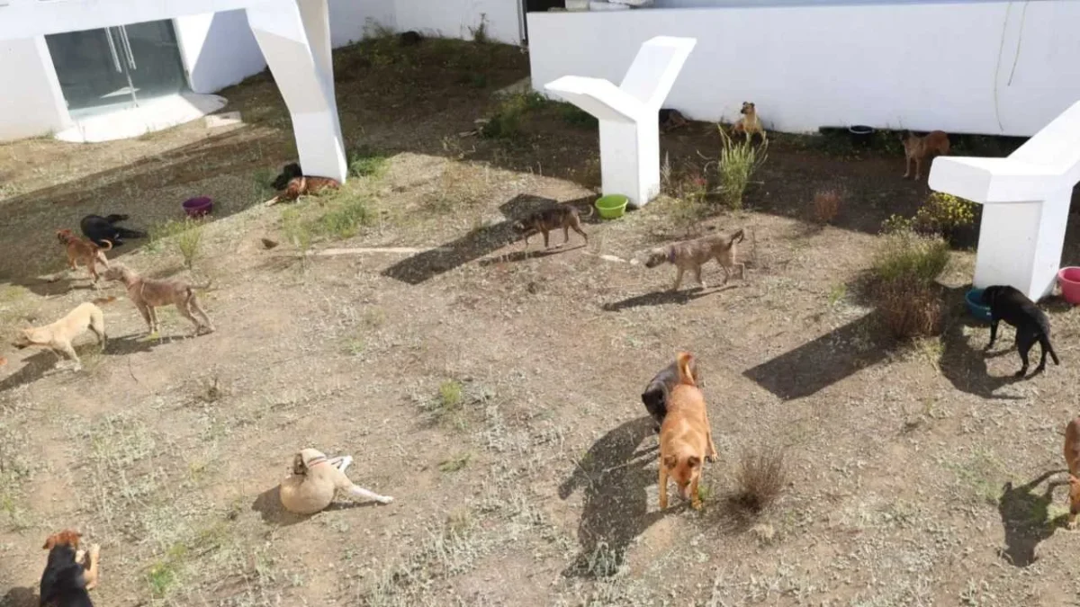 Fiscalía CDMX confirma proceso penal por maltrato animal tras el desalojo de perros del Refugio Franciscano.