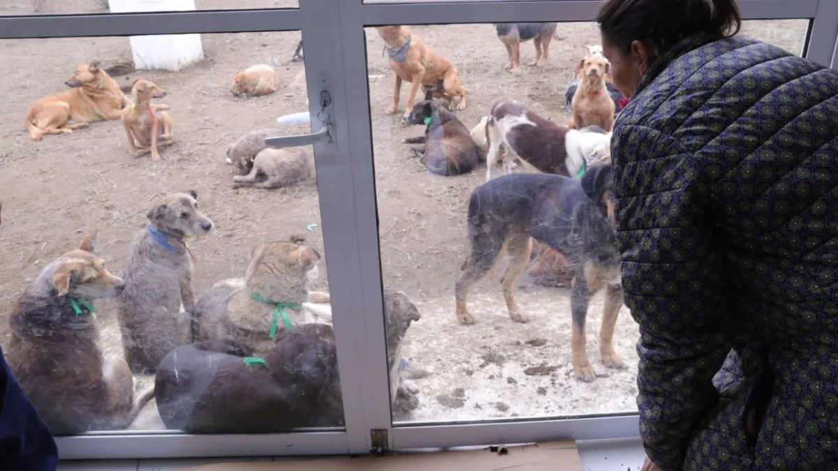 Directivos del Refugio Franciscano visitaron a los animales resguardados en el Deportivo Hermanos Galeana, para verificar su estado.