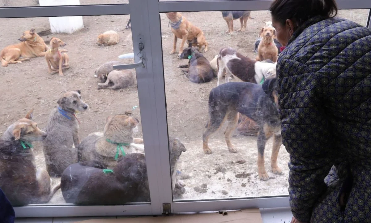 Directivos del Refugio Franciscano visitaron a los animales resguardados en el Deportivo Hermanos Galeana, para verificar su estado.