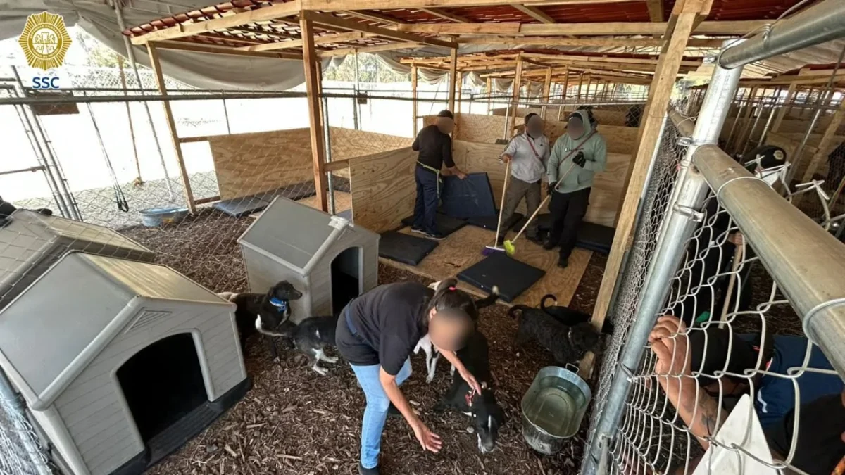 Refugio Franciscano visita perritos trasladados a Brigada de Vigilancia Animal
